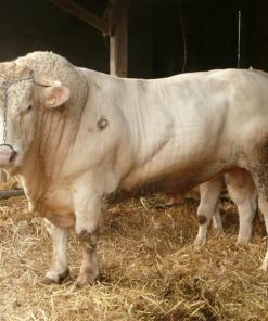 Charolais cattle