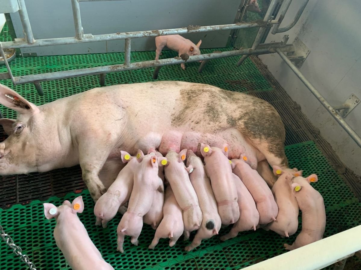 Landrace pigs - Image 2