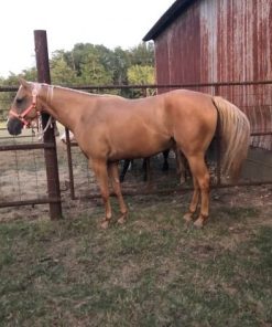 Quarter Horses for Sale