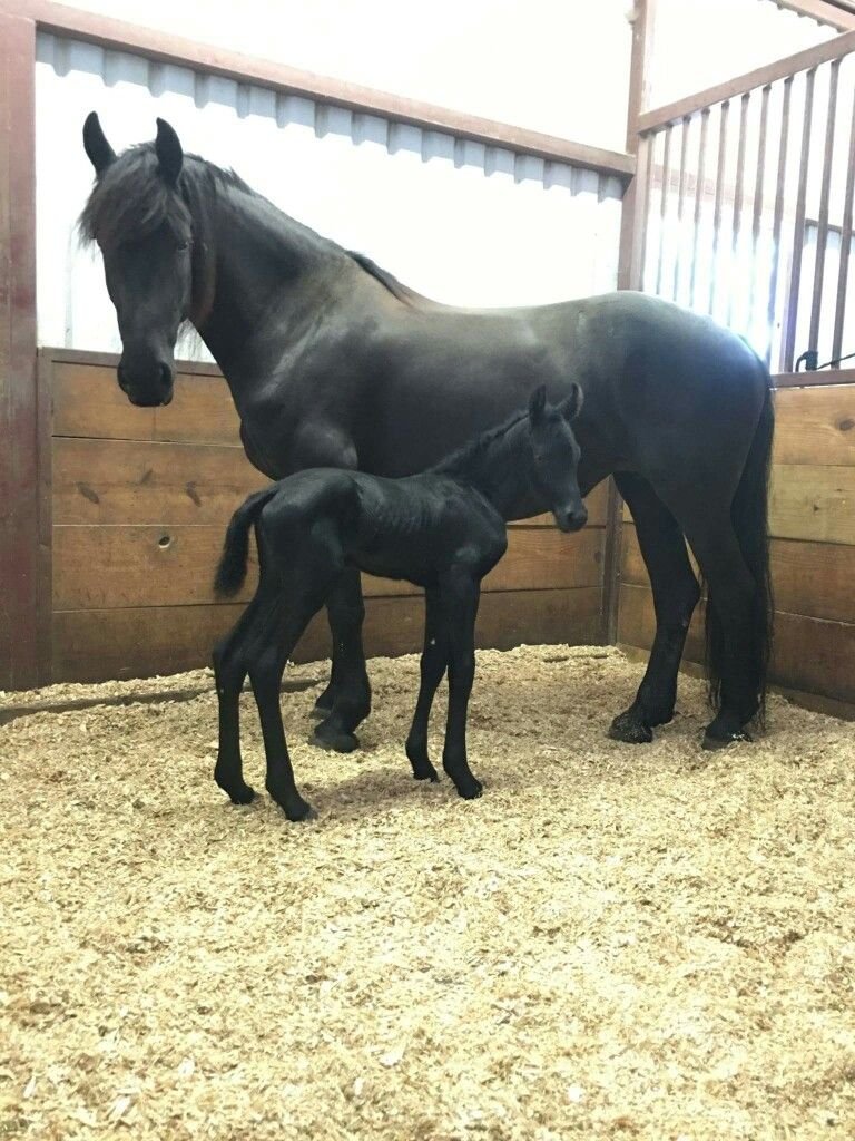 Friesian Horse for Sale | Purebred Friesians