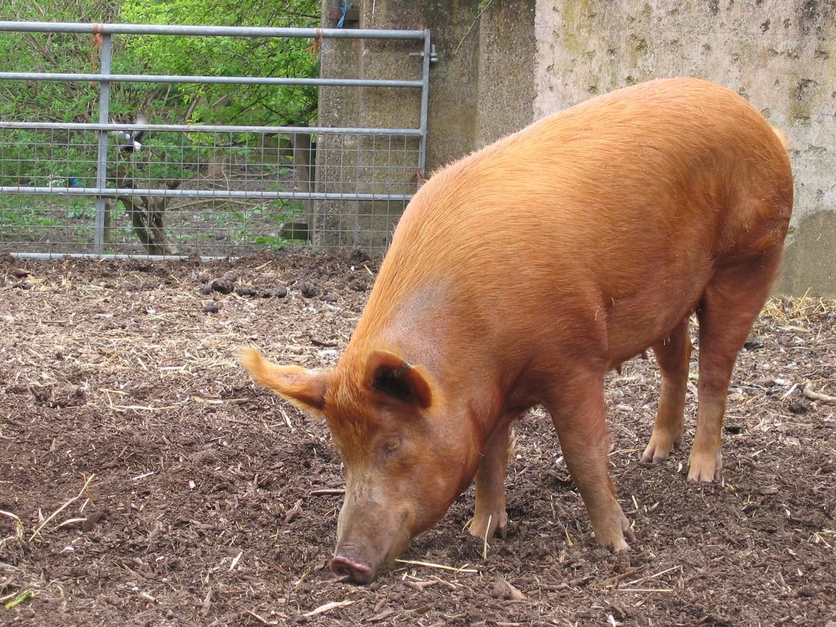 Pure Tamworth Pigs