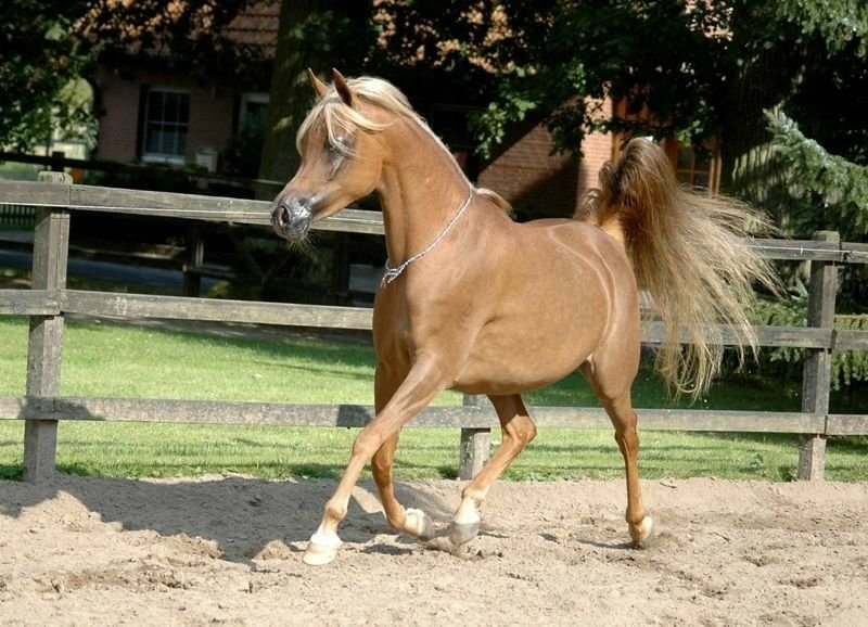 Arabian Horses for Sale - Image 2