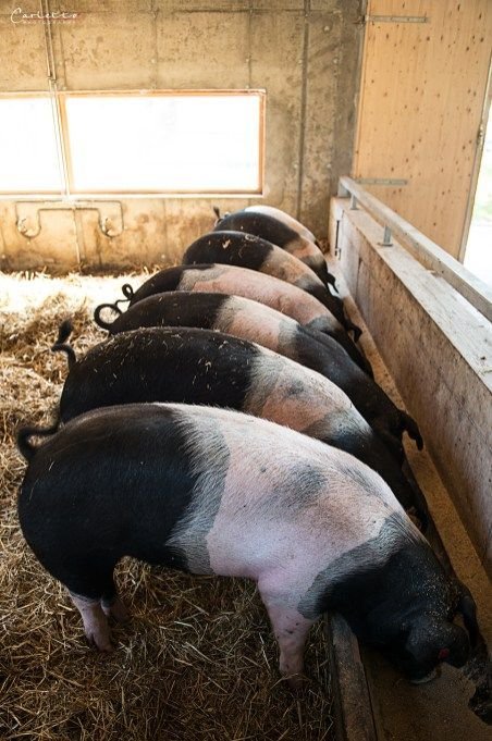 Hampshire Pigs