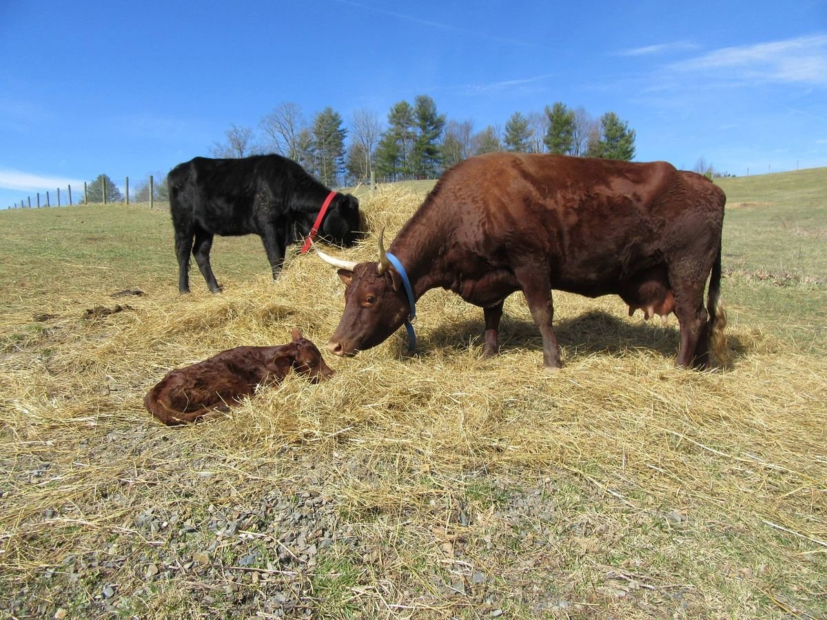 Devon Cattle for Sale