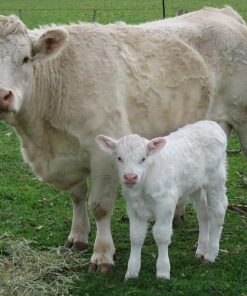 Alternative view of Charolais cattle