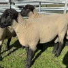Suffolk Sheep For Sale | LAMBS | EWES | RAMBS