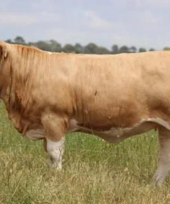 Alternative view of Simmental Cattle for Sale