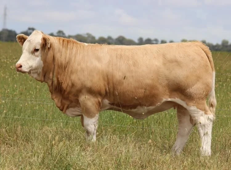 Simmental Cattle for Sale - Image 2
