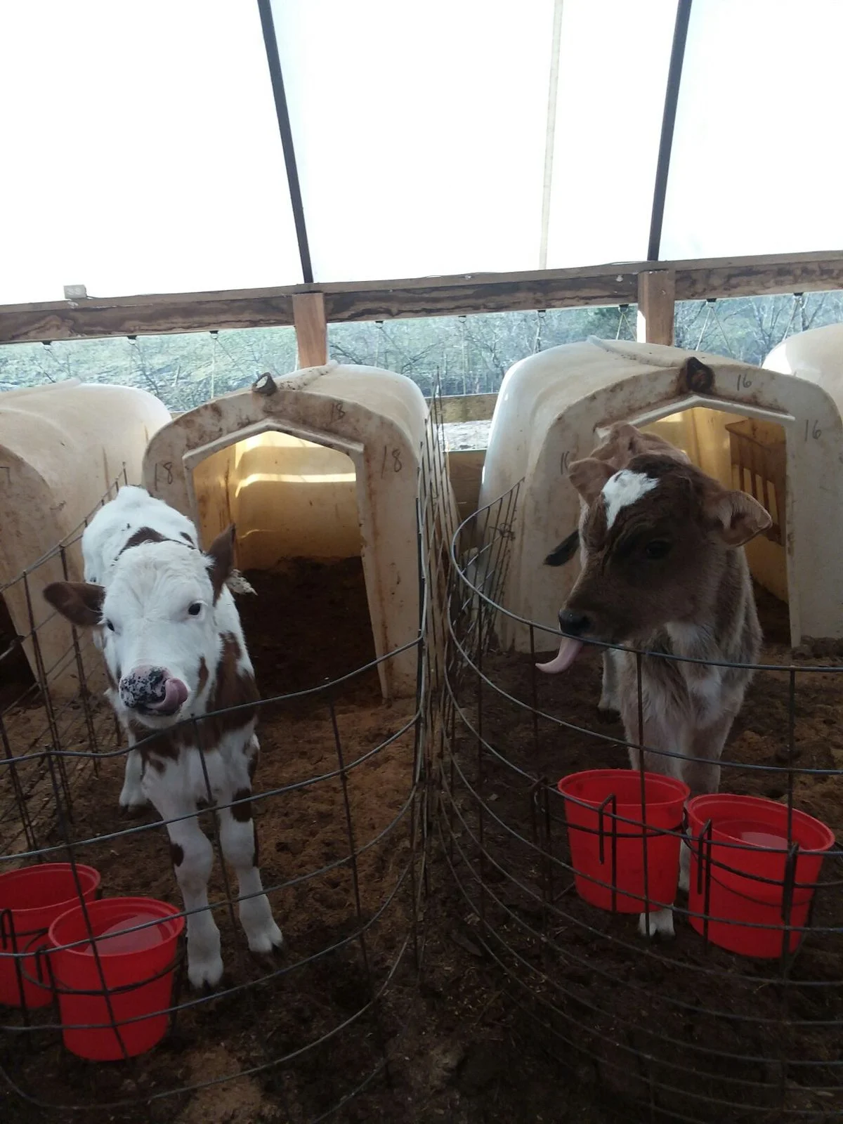 Farm life