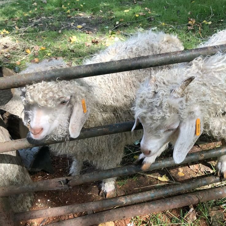 Healthy Angora goats for sale - Image 2
