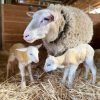 East Friesian Sheep for Sale – High-Milk Dairy Sheep for Profitable Production