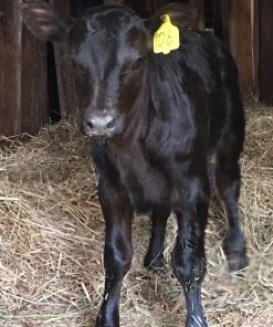 Angus Calves for Sale