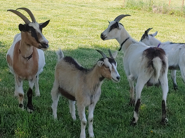 Alpine Goats for Sale - Image 2