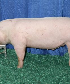Landrace pig