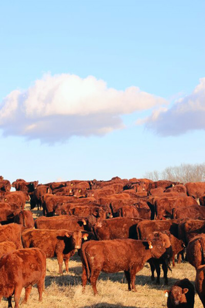 Devon Cattle for Sale - Image 5