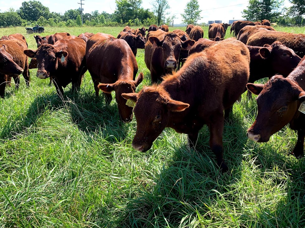 Devon Cattle for Sale - Image 3