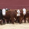 Gelbvieh cattle for sale