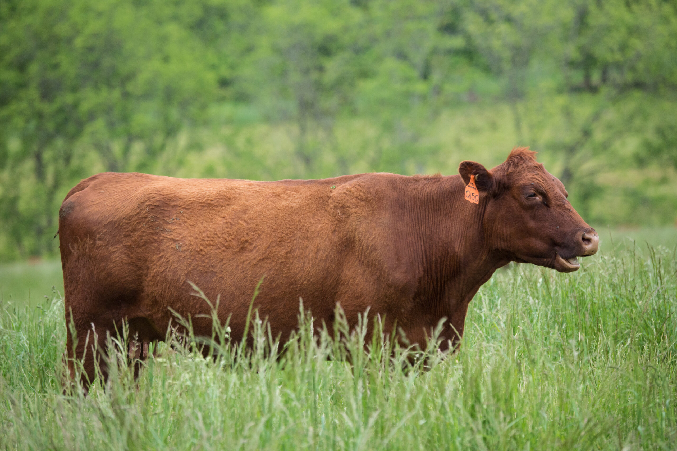 Devon Cattle for Sale - Image 4