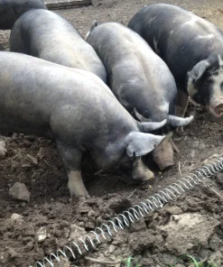 Alternative view of Berkshire Pigs