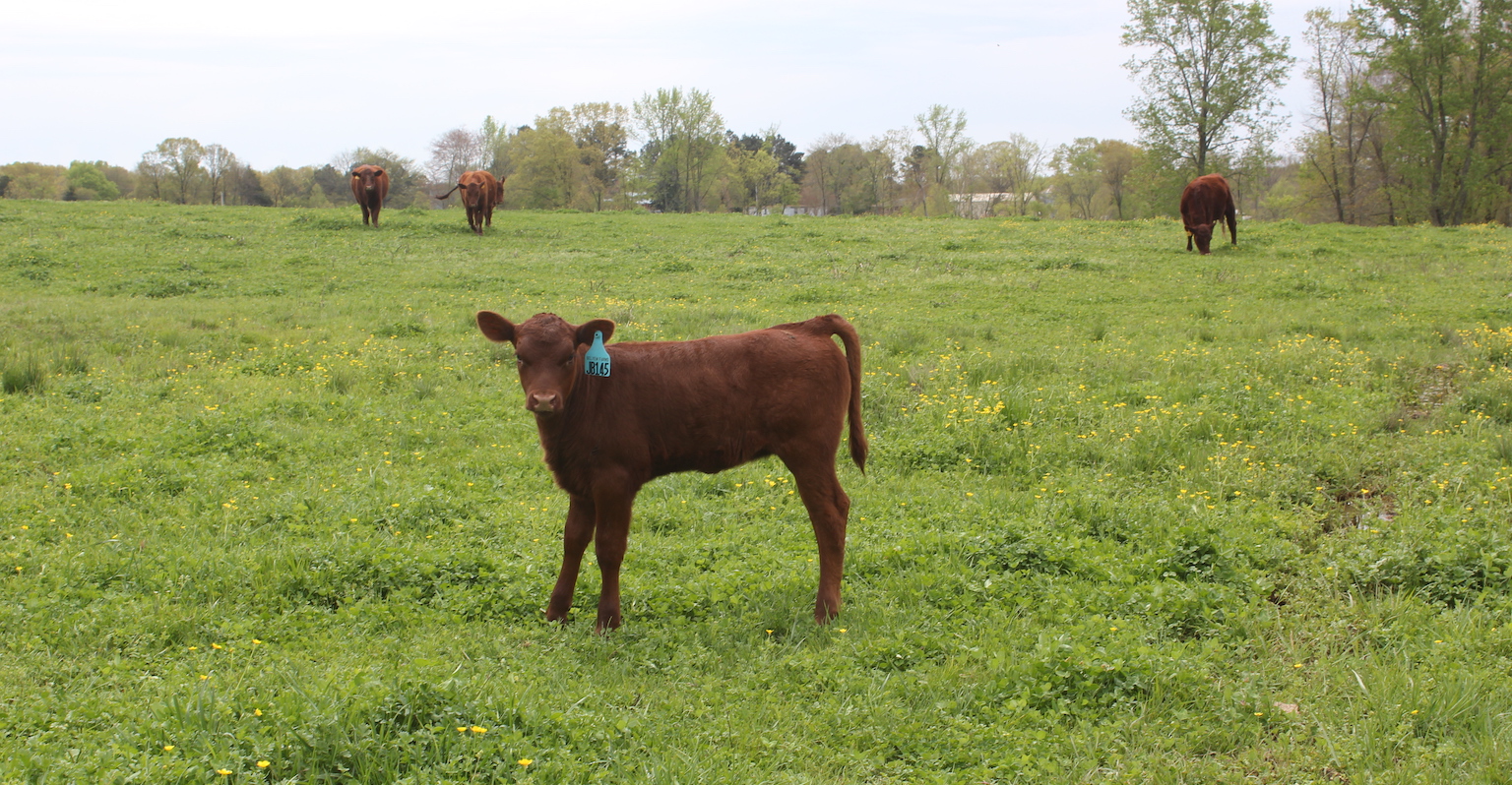 Red Poll Calf