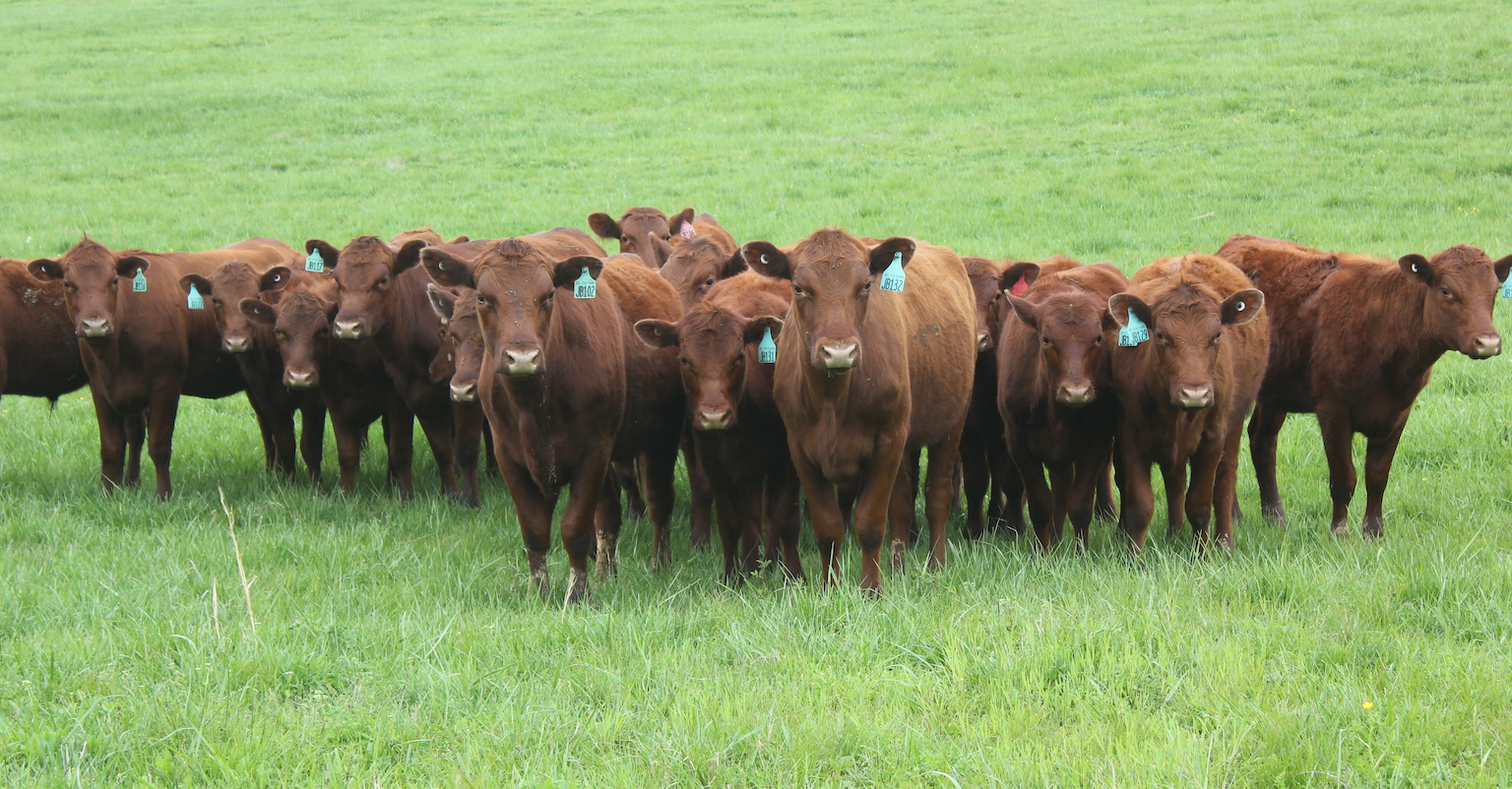 Red Poll cattle