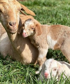 kiko goats for sale​