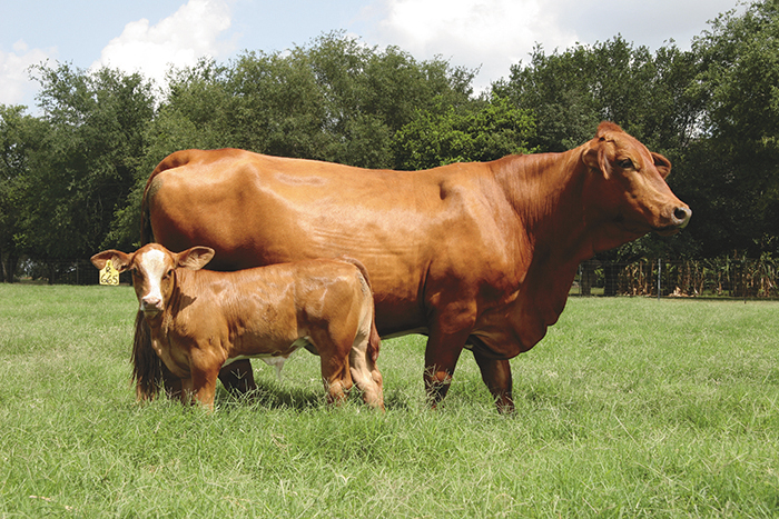 Simmental Cattle for Sale - Image 3