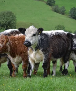 Galloway cattle for sale​