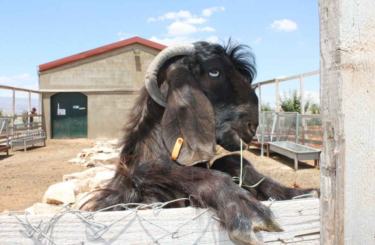 Damascus Goat - Image 2
