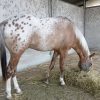 Appaloosa Horse for Sale | Purebred Appaloosas