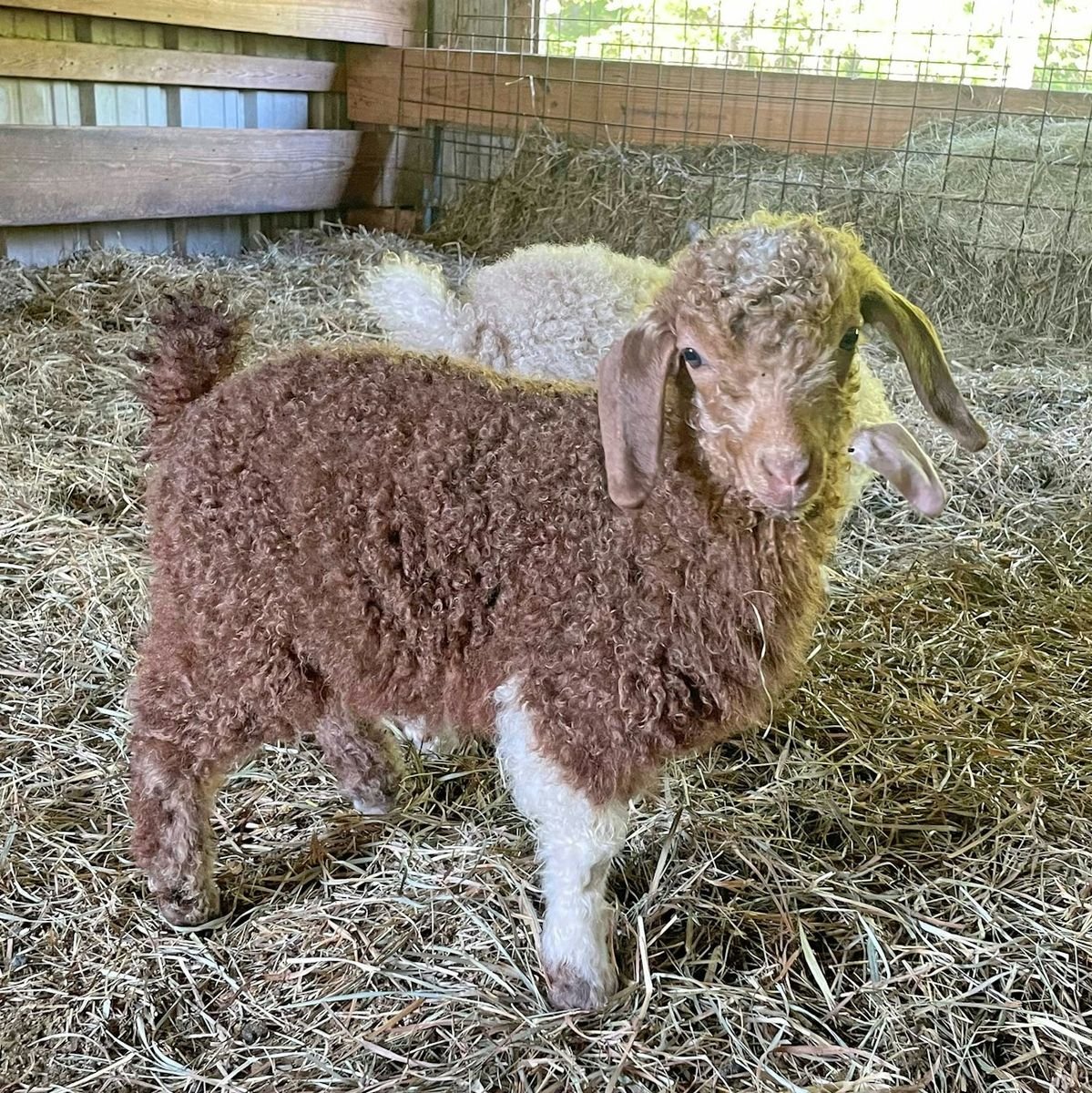 Healthy Angora goats for sale