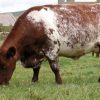 Milking Shorthorn Cattle