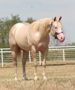 Alternative view of Quarter Horses for Sale