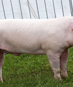 Alternative view of Landrace pig
