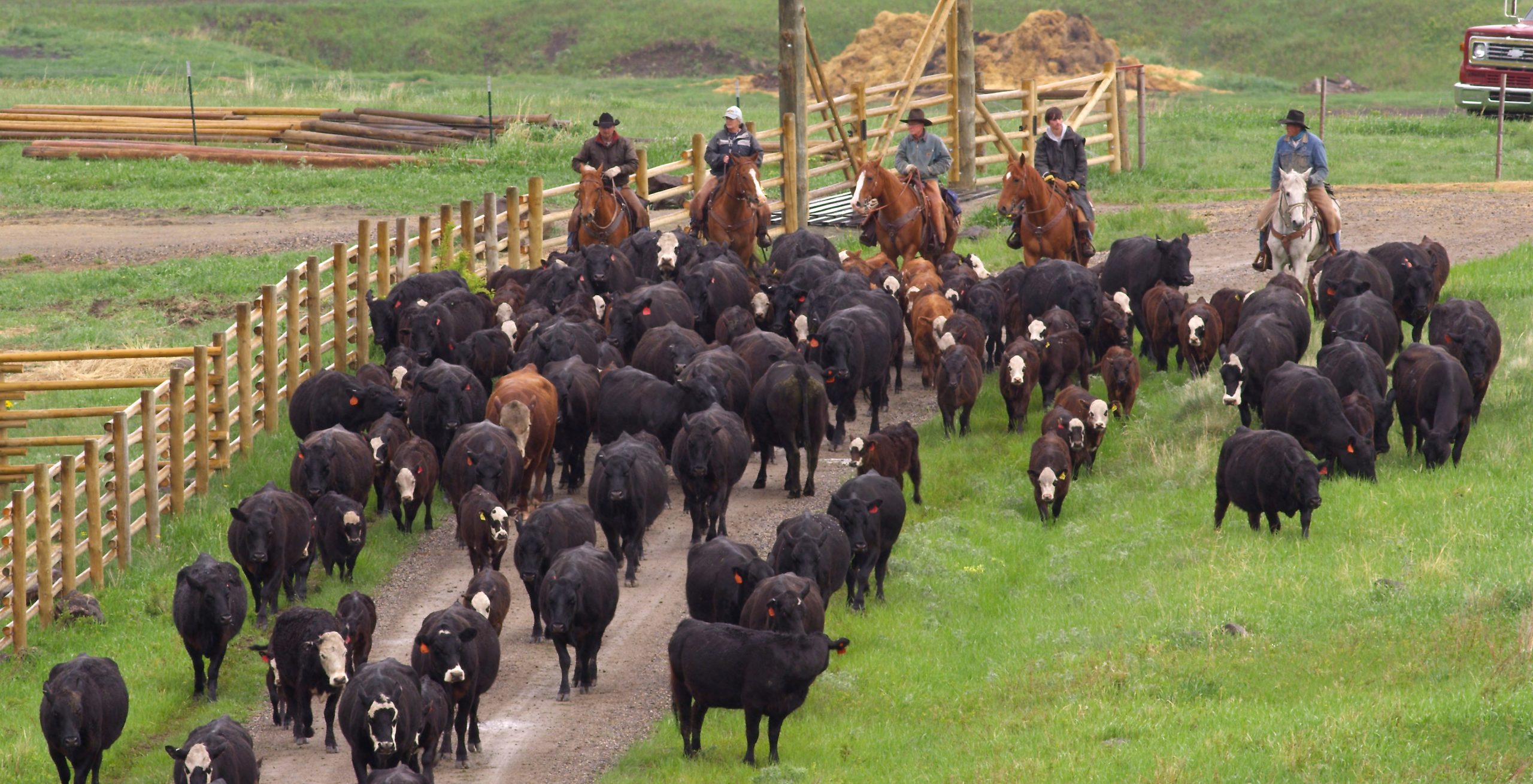 Cattle on our farm