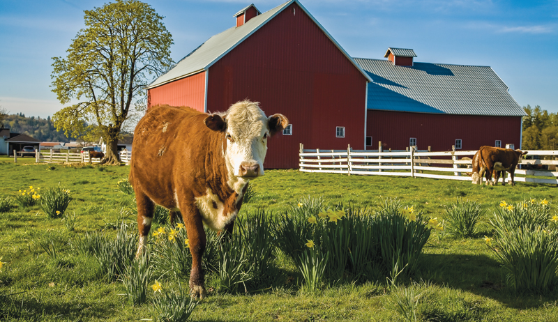 Browse livestock