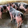 Pietrain Pigs