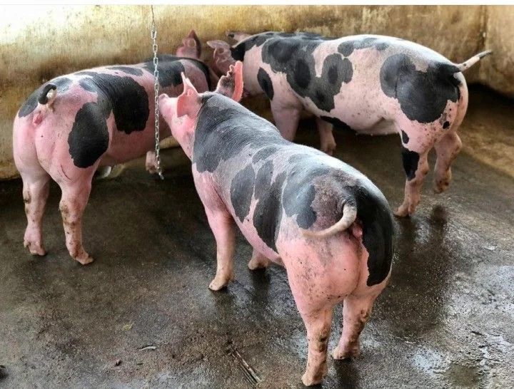 Pietrain Pig - Image 3