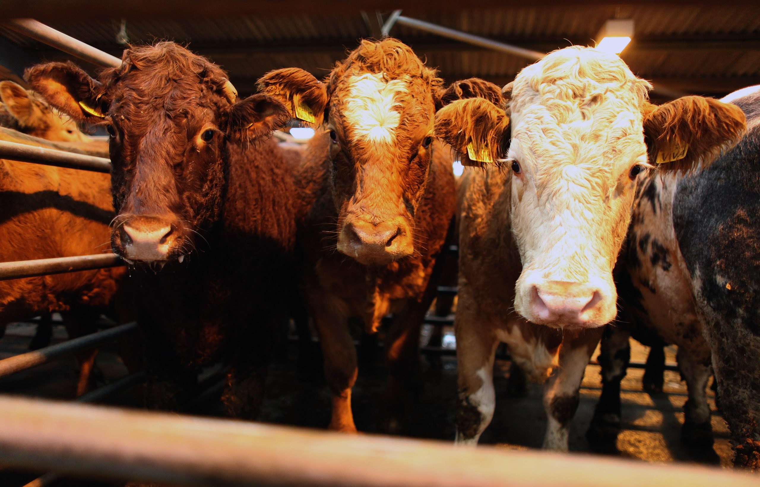 Livestock field