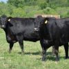 Angus Cattle for Sale