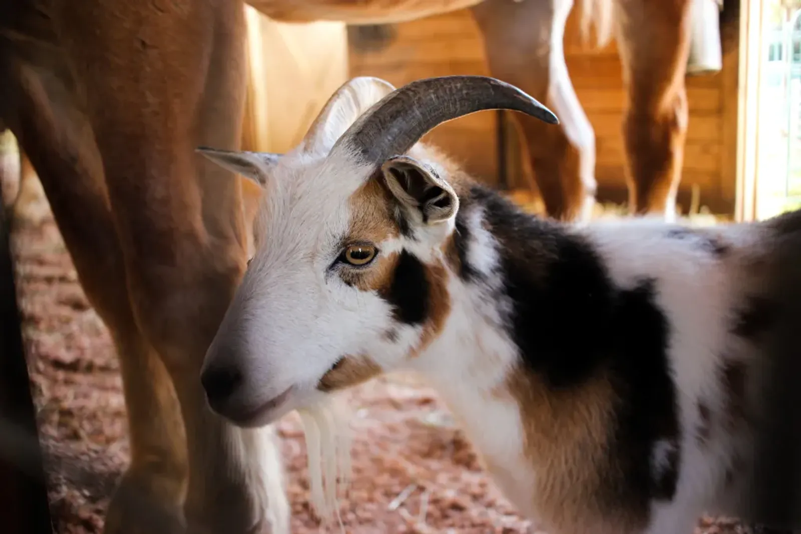 Nigerian dwarf goats for sale - Image 2