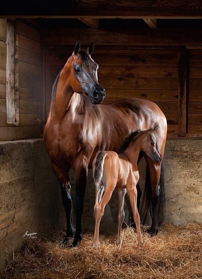 Arabian Horses for Sale - Image 3