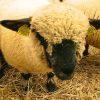 Hampshire Sheep for Sale – Powerful Meat Sheep for High-Quality Lamb Production