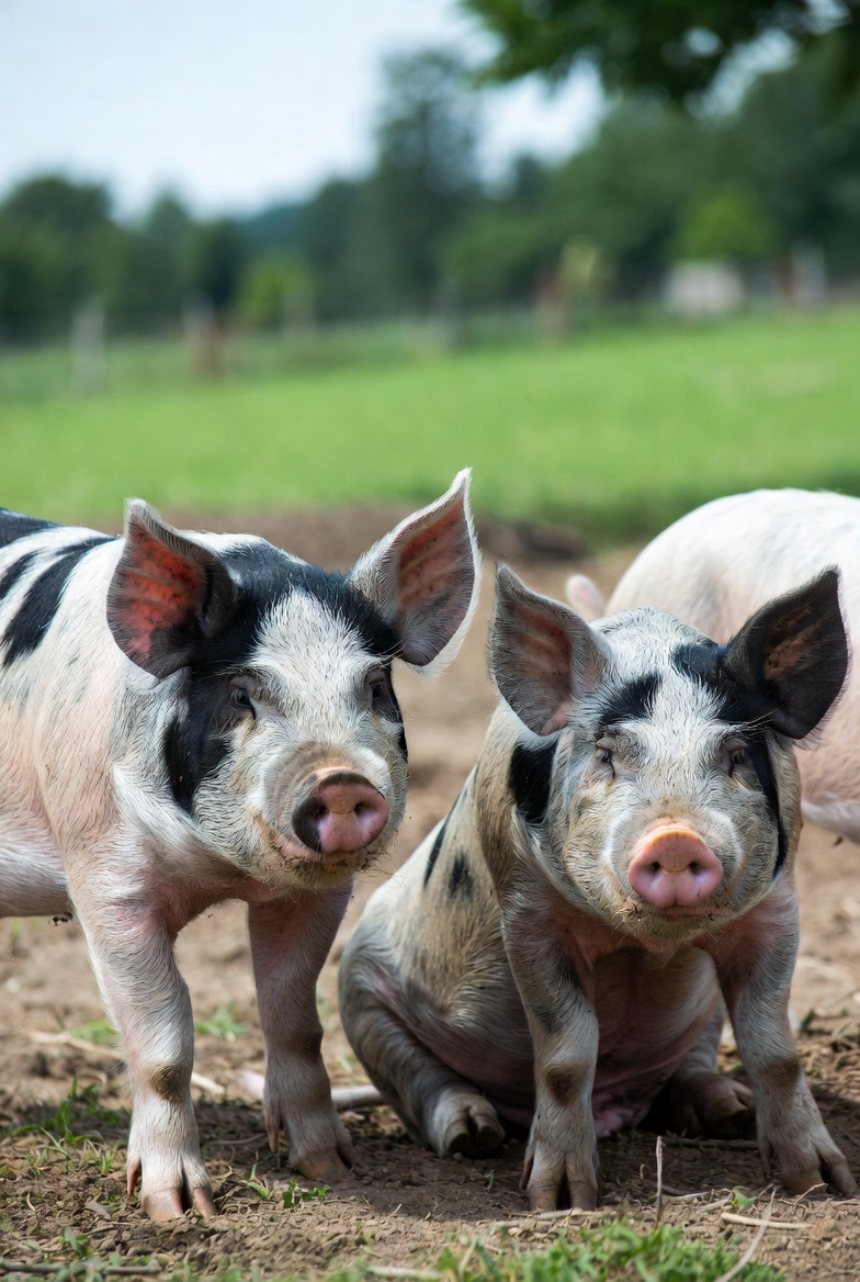Pietrain Pig