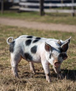 Alternative view of Pietrain Pig