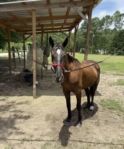 Alternative view of Friesian Horse for Sale | Purebred Friesians