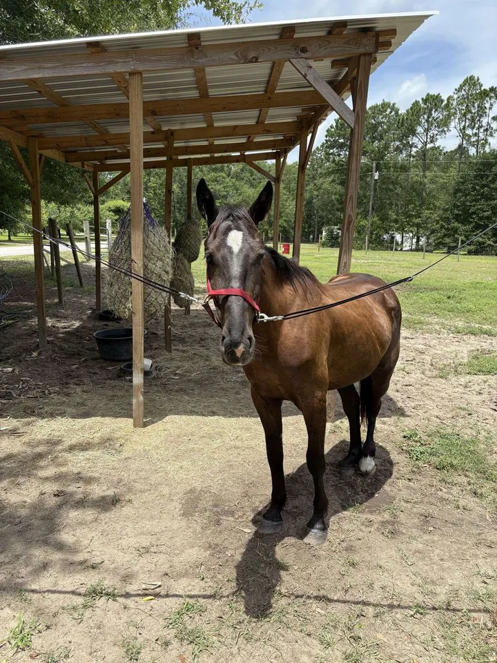 Friesian Horse for Sale | Purebred Friesians - Image 2