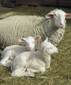 Alternative view of East Friesian Sheep for Sale – High-Milk Dairy Sheep for Profitable Production
