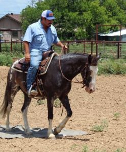 Alternative view of Mustang Horse for Sale | Wild & Gentle Mustangs