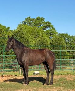 Mustang Horse for Sale | Wild & Gentle Mustangs